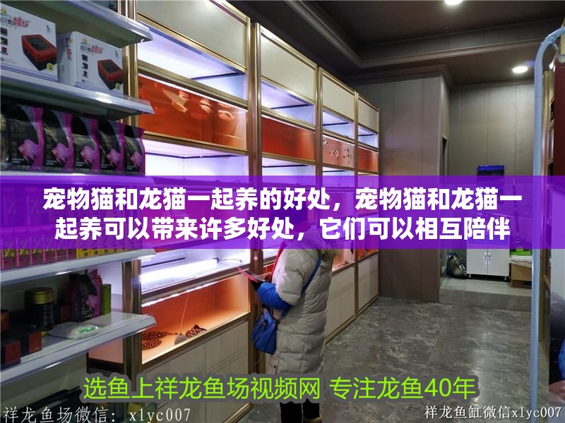 寵物貓和龍貓一起養(yǎng)的好處，寵物貓和龍貓一起養(yǎng)可以帶來許多好處，它們可以相互陪伴