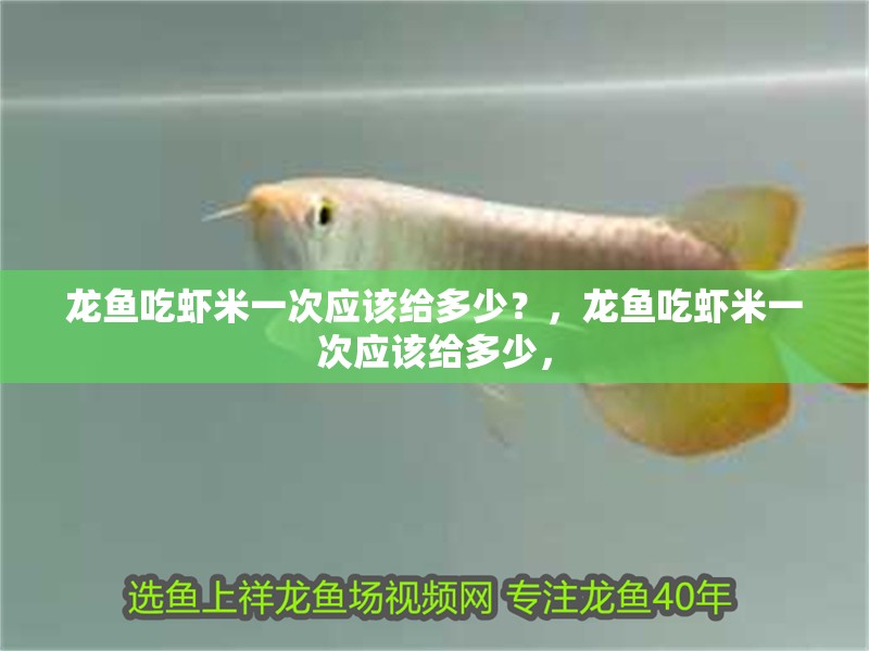 龍魚吃蝦米一次應該給多少？，龍魚吃蝦米一次應該給多少，