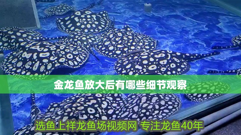 金龍魚放大后有哪些細節(jié)觀察