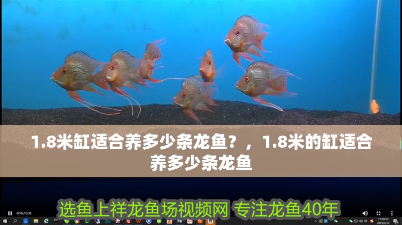 1.8米缸適合養(yǎng)多少條龍魚？，1.8米的缸適合養(yǎng)多少條龍魚