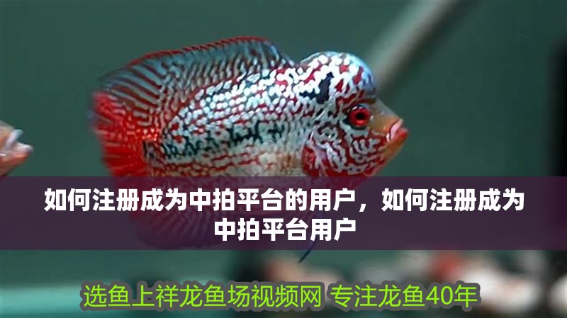 如何注冊(cè)成為中拍平臺(tái)的用戶，如何注冊(cè)成為中拍平臺(tái)用戶
