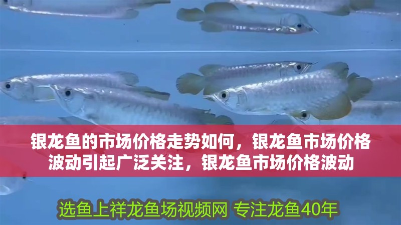 銀龍魚的市場價格走勢如何，銀龍魚市場價格波動引起廣泛關注，銀龍魚市場價格波動