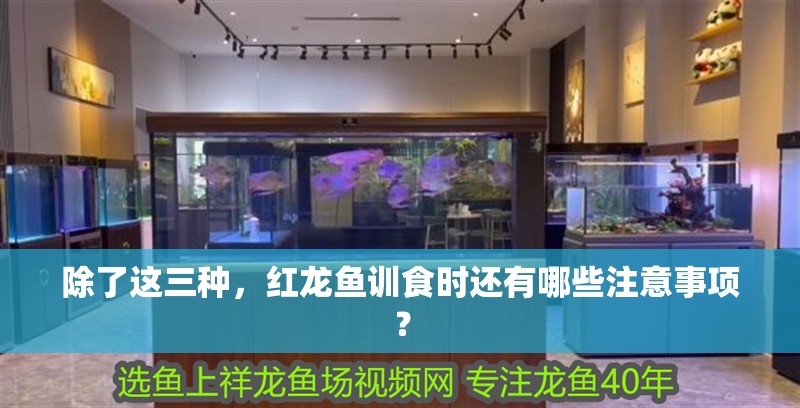 除了這三種，紅龍魚訓食時還有哪些注意事項？