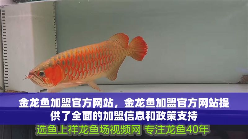 金龍魚加盟官方網站，金龍魚加盟官方網站提供了全面的加盟信息和政策支持