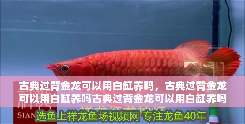 古典過背金龍可以用白缸養嗎，古典過背金龍可以用白缸養嗎古典過背金龍可以用白缸養嗎