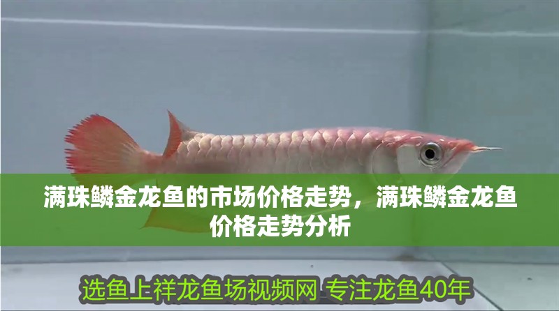 滿珠鱗金龍魚的市場價格走勢，滿珠鱗金龍魚價格走勢分析