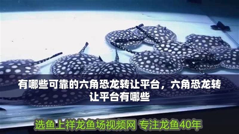 有哪些可靠的六角恐龍轉(zhuǎn)讓平臺(tái)，六角恐龍轉(zhuǎn)讓平臺(tái)有哪些