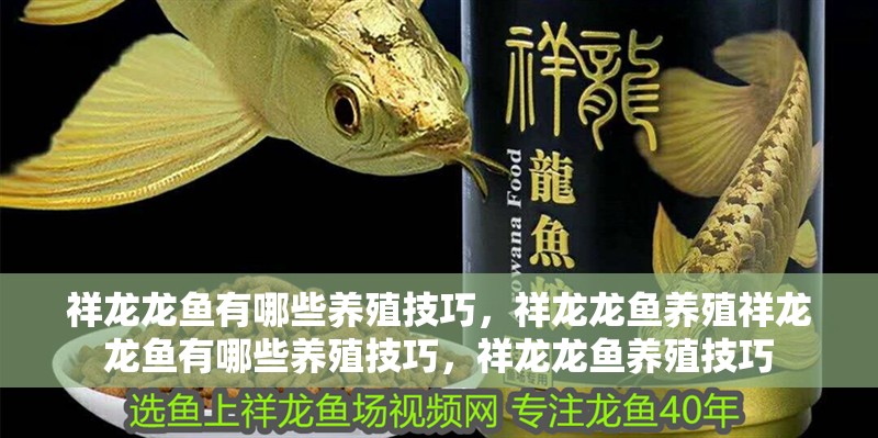 祥龍龍魚(yú)有哪些養(yǎng)殖技巧，祥龍龍魚(yú)養(yǎng)殖祥龍龍魚(yú)有哪些養(yǎng)殖技巧，祥龍龍魚(yú)養(yǎng)殖技巧