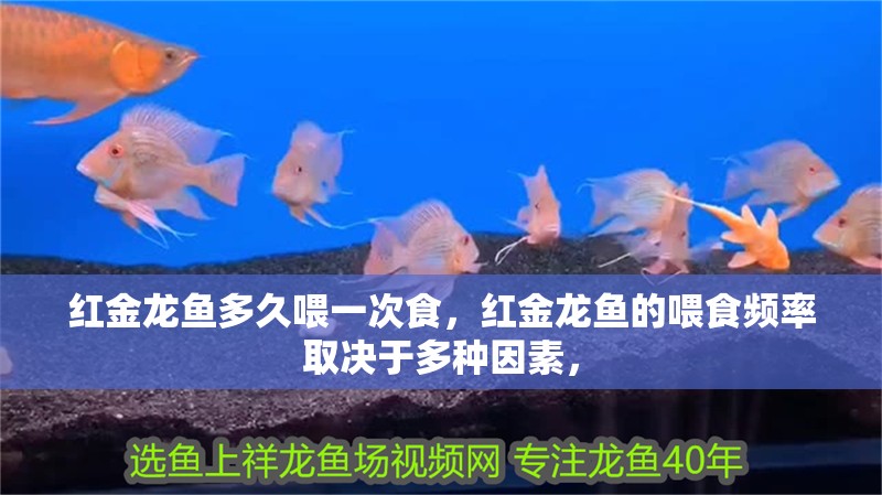紅金龍魚多久喂一次食，紅金龍魚的喂食頻率取決于多種因素，