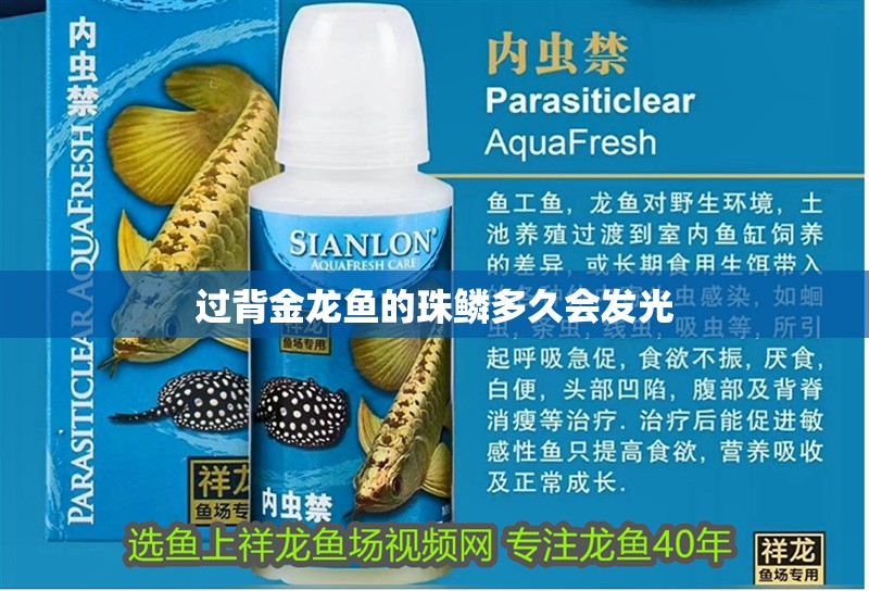 過背金龍魚的珠鱗多久會發光