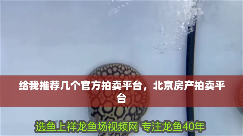 給我推薦幾個官方拍賣平臺，北京房產(chǎn)拍賣平臺