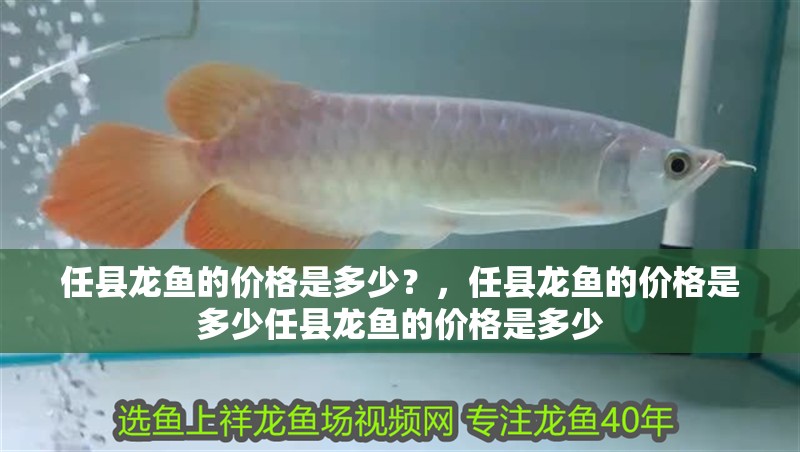 任縣龍魚的價格是多少？，任縣龍魚的價格是多少任縣龍魚的價格是多少