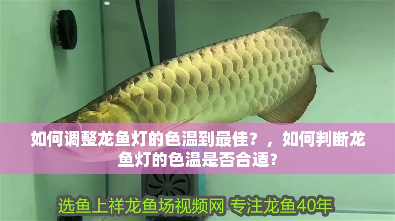 如何調整龍魚燈的色溫到最佳？，如何判斷龍魚燈的色溫是否合適？