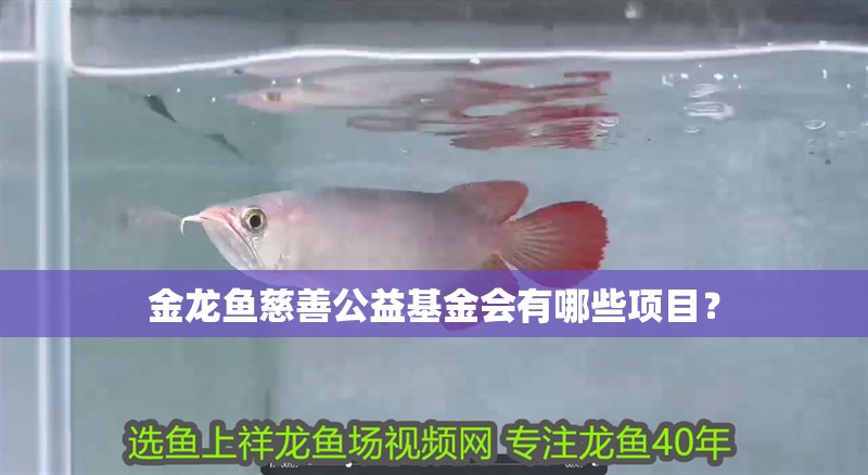金龍魚慈善公益基金會(huì)有哪些項(xiàng)目？