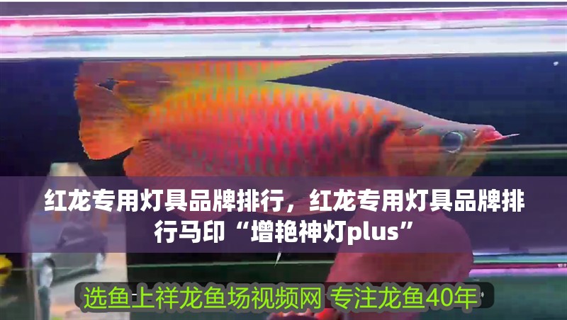 紅龍專用燈具品牌排行，紅龍專用燈具品牌排行馬印“增艷神燈plus”