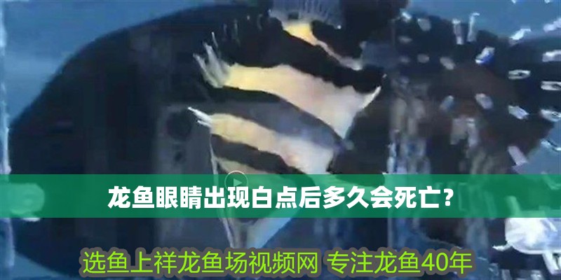 龍魚眼睛出現白點后多久會死亡？