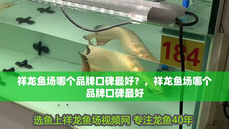 祥龍魚場哪個品牌口碑最好？，祥龍魚場哪個品牌口碑最好