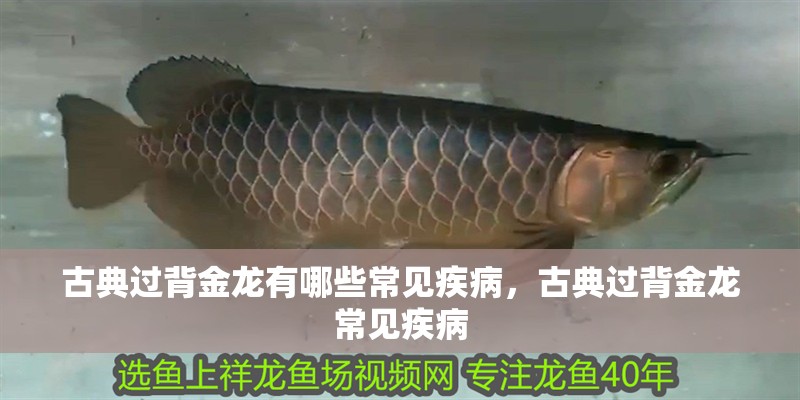古典過背金龍有哪些常見疾病，古典過背金龍常見疾病