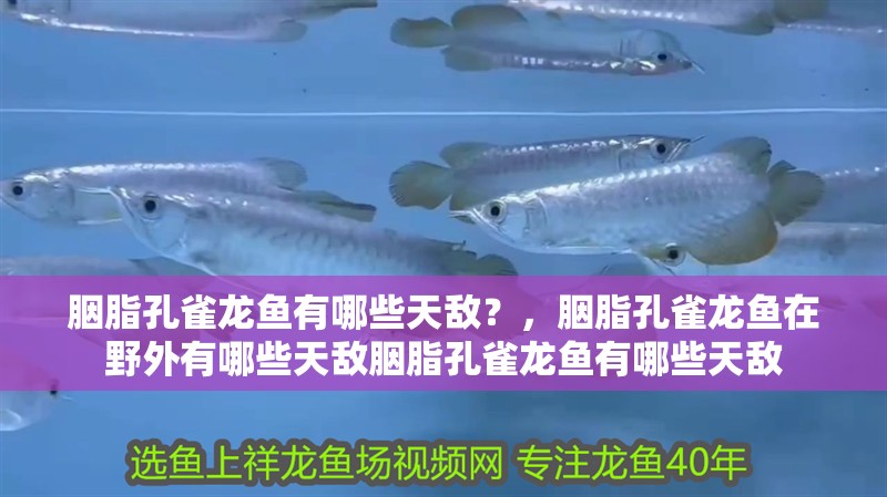 胭脂孔雀龍魚有哪些天敵？，胭脂孔雀龍魚在野外有哪些天敵胭脂孔雀龍魚有哪些天敵