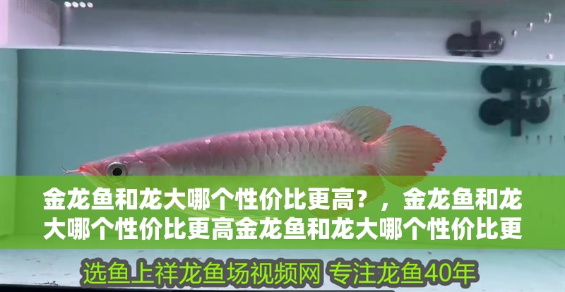 金龍魚和龍大哪個性價比更高？，金龍魚和龍大哪個性價比更高金龍魚和龍大哪個性價比更高