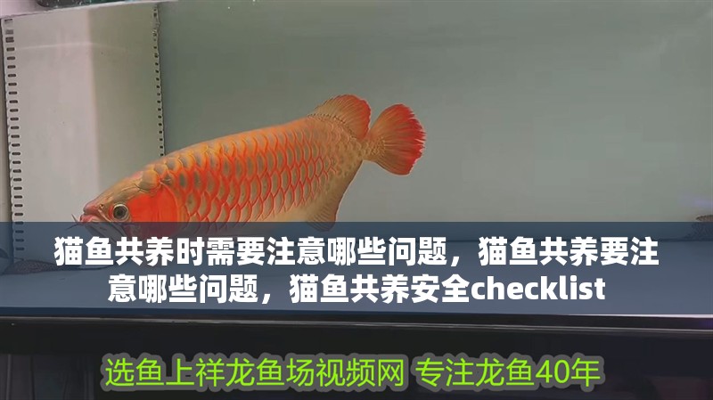 貓魚共養時需要注意哪些問題，貓魚共養要注意哪些問題，貓魚共養安全checklist