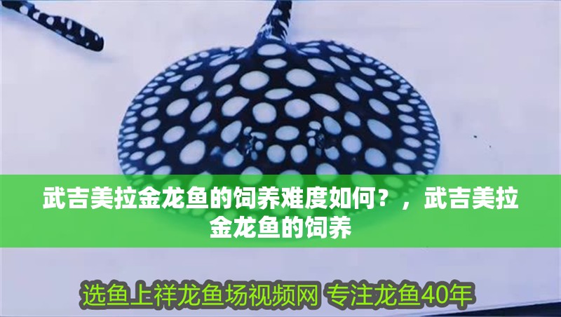 武吉美拉金龍魚的飼養難度如何？，武吉美拉金龍魚的飼養