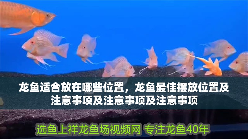 龍魚適合放在哪些位置，龍魚最佳擺放位置及注意事項及注意事項及注意事項