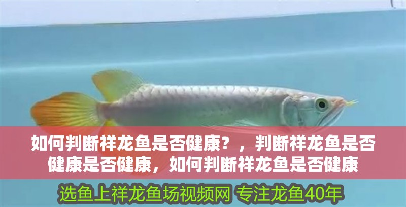 如何判斷祥龍魚是否健康？，判斷祥龍魚是否健康是否健康，如何判斷祥龍魚是否健康