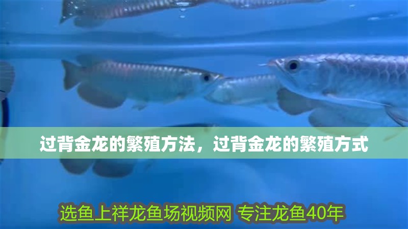 過背金龍的繁殖方法，過背金龍的繁殖方式