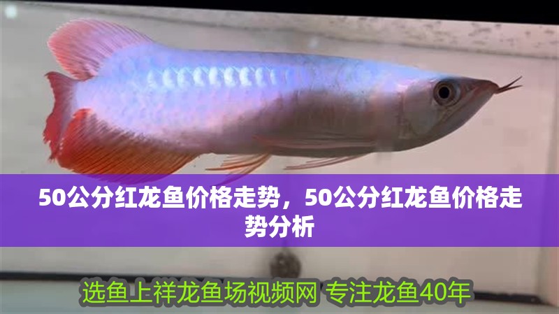 50公分紅龍魚價(jià)格走勢(shì)，50公分紅龍魚價(jià)格走勢(shì)分析