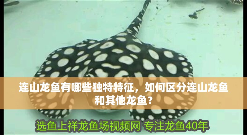 連山龍魚有哪些獨(dú)特特征，如何區(qū)分連山龍魚和其他龍魚？