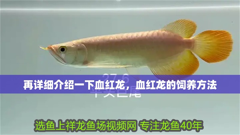再詳細介紹一下血紅龍，血紅龍的飼養(yǎng)方法