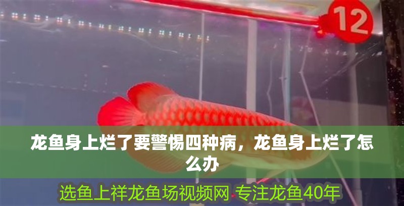 龍魚身上爛了要警惕四種病，龍魚身上爛了怎么辦