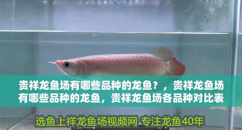 貴祥龍魚場有哪些品種的龍魚？，貴祥龍魚場有哪些品種的龍魚，貴祥龍魚場各品種對比表格