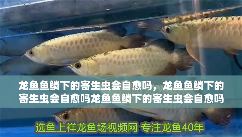 龍魚(yú)魚(yú)鱗下的寄生蟲(chóng)會(huì)自愈嗎，龍魚(yú)魚(yú)鱗下的寄生蟲(chóng)會(huì)自愈嗎龍魚(yú)魚(yú)鱗下的寄生蟲(chóng)會(huì)自愈嗎