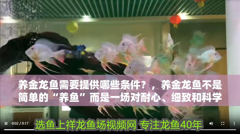 養金龍魚需要提供哪些條件？，養金龍魚不是簡單的“養魚”而是一場對耐心、細致和科學管理的考驗