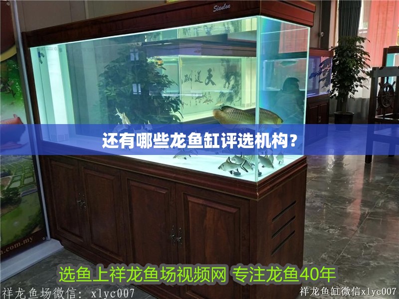 還有哪些龍魚缸評選機構？