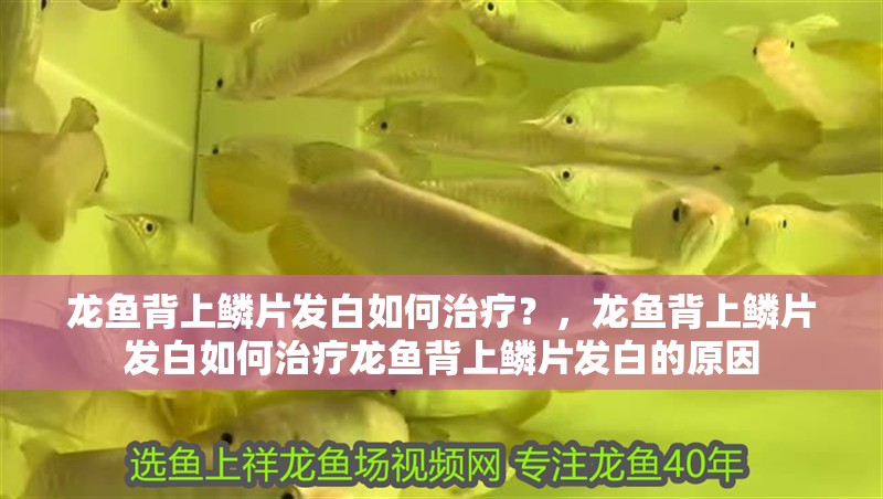 龍魚背上鱗片發白如何治療？，龍魚背上鱗片發白如何治療龍魚背上鱗片發白的原因