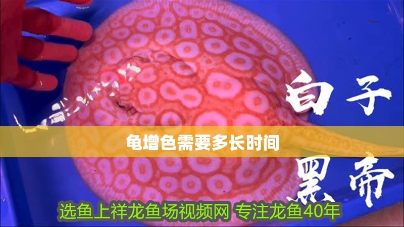 龜增色需要多長時間
