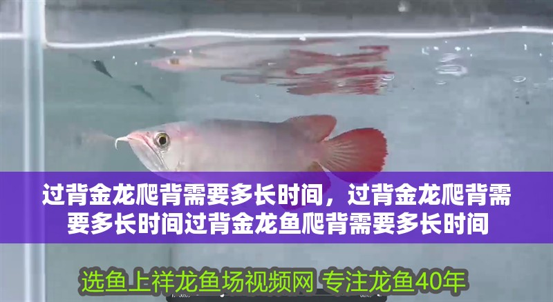 過背金龍爬背需要多長時間，過背金龍爬背需要多長時間過背金龍魚爬背需要多長時間