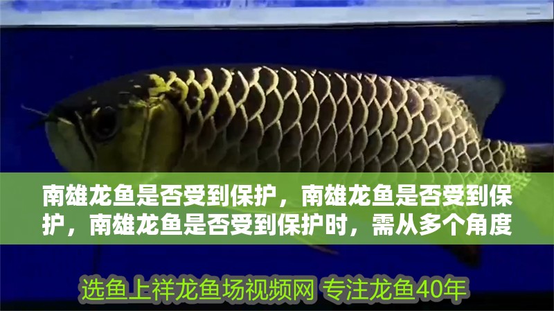 南雄龍魚是否受到保護(hù)，南雄龍魚是否受到保護(hù)，南雄龍魚是否受到保護(hù)時(shí)，需從多個(gè)角度分析