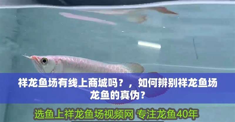 祥龍魚場有線上商城嗎？，如何辨別祥龍魚場龍魚的真偽？