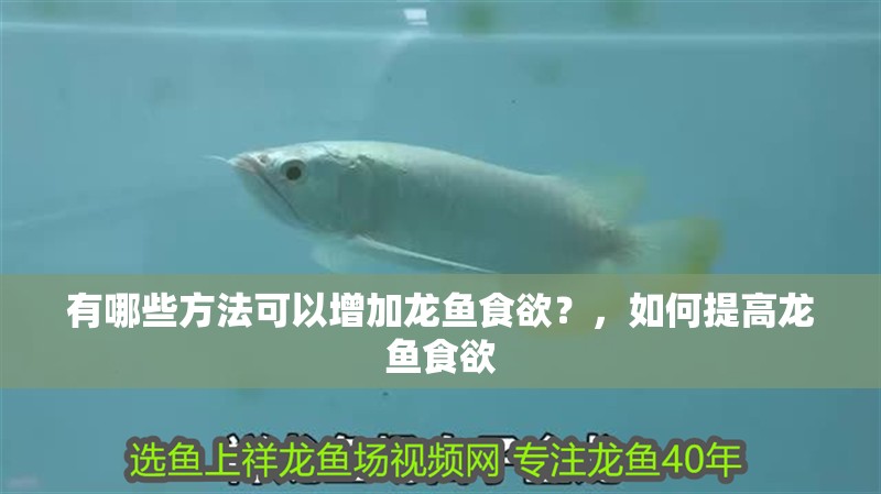 有哪些方法可以增加龍魚食欲？，如何提高龍魚食欲