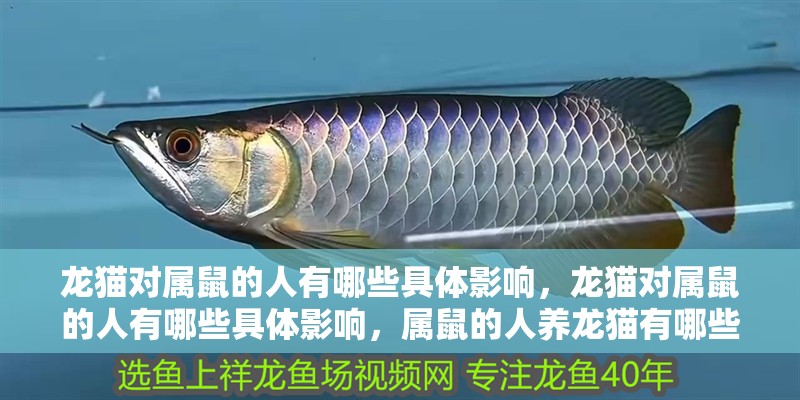龍貓對屬鼠的人有哪些具體影響，龍貓對屬鼠的人有哪些具體影響，屬鼠的人養龍貓有哪些注意事項