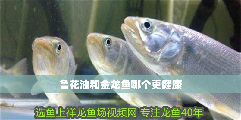 魯花油和金龍魚哪個更健康