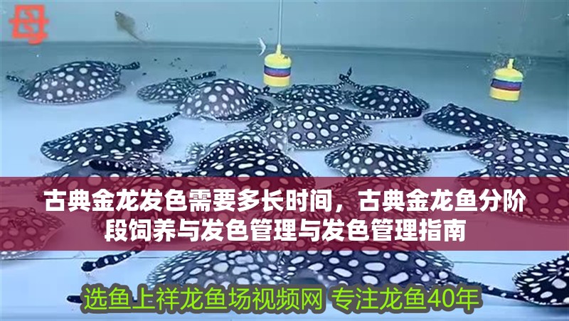 古典金龍發色需要多長時間，古典金龍魚分階段飼養與發色管理與發色管理指南