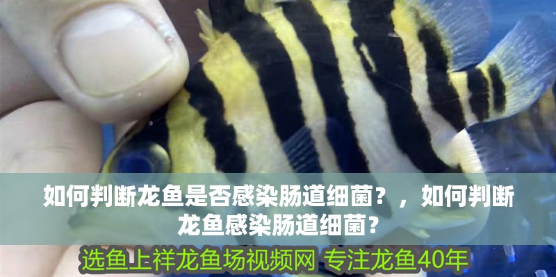 如何判斷龍魚是否感染腸道細菌？，如何判斷龍魚感染腸道細菌？