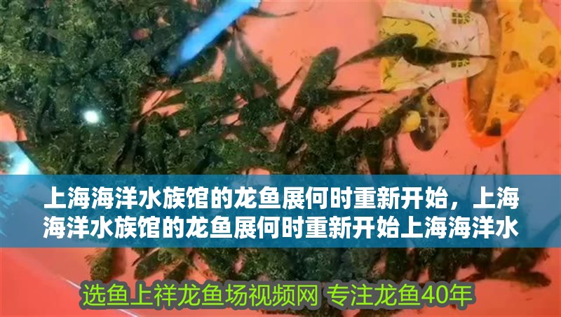 上海海洋水族館的龍魚展何時重新開始，上海海洋水族館的龍魚展何時重新開始上海海洋水族館龍魚展