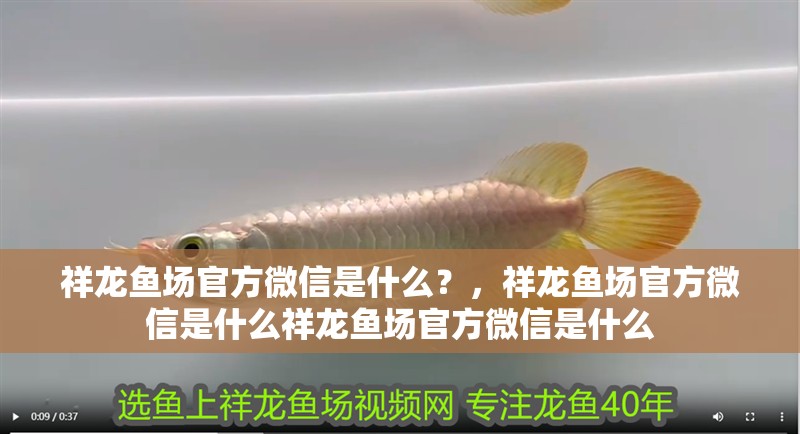 祥龍魚場官方微信是什么？，祥龍魚場官方微信是什么祥龍魚場官方微信是什么