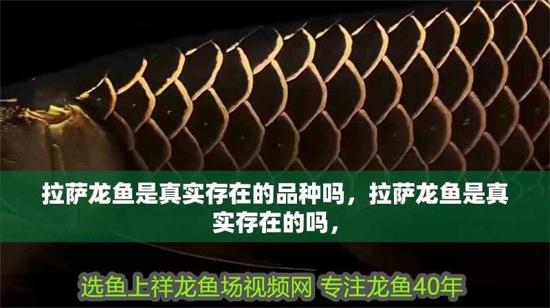 拉薩龍魚是真實存在的品種嗎，拉薩龍魚是真實存在的嗎，